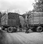 Timmerlass med lastbil, 22/10 1967. Fotografi för pappersbruket Papyrus årsberättelse 1967.