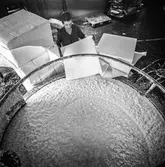 Man i arbete vid hydropulper på pappersbruket Papyrus i Mölndal, 5/9 1968.