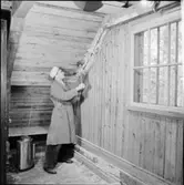 HERRBOKENS ÄGG, DO HONA, SANERINGAR I VAXHOLM Å VIND