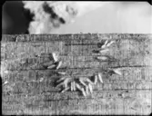 HERRBOKENS ÄGG, DO HONA, SANERINGAR I VAXHOLM Å VIND