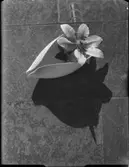 GLAS, MÄSSING, STENGODS, TENN MED BLAD OCH BLOMMOR, FRÄSVÄT, KLIPPARS