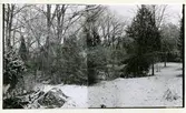 Rytterne sn, Västerås. Åholmen.
Åholmen naturreservat. 1956.