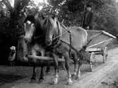 EN MAN KÖR TVÅ HÄSTAR ANSPÄNDA FRAMFÖR EN ARBETSVAGN MED HÖHÄCK.