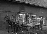 EN MAN KÖR TVÅ HÄSTAR ANSPÄNDA FRAMFÖR EN ARBETSVAGN MED PÅSATT VADSBOKORGE