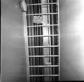 Carlskrona
Interiör av minfartyget Carlskrona, rör arrangemang i taken