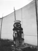 En hund utklädd hund med sjömanshatt, glasögon och pipa sitter på hasorna på en låda med ena tassen på en käpp. Troligen uppträder den på en marknad eller cirkus då den befinner sig i en inhägnad.