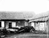 Lillhärad sn, Västerås.
Gödselkörning med oxar, 1910.