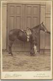 John Rettigs häst uppställd framför en port, en hund sitter invid hästen.