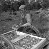 Jordgubbsodlare i Finnerödja. 
27 juni 1959.