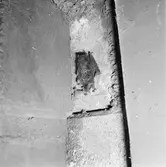 Fladdermus sover vintersömn