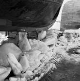 Isförhållande kring fiskebåtar i dockorna