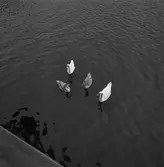 Nyb 435 Singapor beskrivn