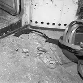 Dristigheten skjutskador