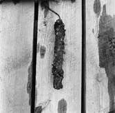 Korr.prov stål kopparok