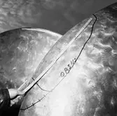 Ubåtarna Vargen och Delefinen korr i propellrarna