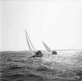 Segelbåten Viggen till sjöss