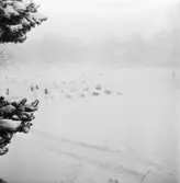 Snöstorm på varvet