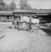Dop av ponnyföl, Skansen