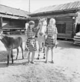 Dop av ponnyföl, Skansen