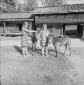 Dop av ponnyföl, Skansen.