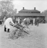 Helstekt gris grillas på gårdsplanen framför Skogaholms herrgård, Skansen.