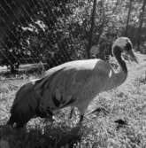 Allmänna publikbilder, Skansen augusti 1968. 