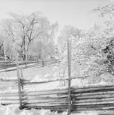 Vinterbilder på gårdar, ute och inne. 