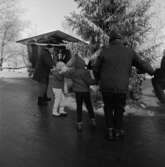 Vinterbilder på gårdar, ute och inne. Dans runt granen, Skansen.