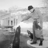 Matning av sjölejon, Skansen.