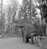 Furuviksparken. En elefant sitter på staketet.
1950 var ett år då Furuviksparken investerade kraftigt. Massor av djur däribland två elefanter.
