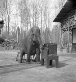 Furuviksparken. En elefant sitter på en stol och spelar positiv.
1950 var ett år då Furuviksparken investerade kraftigt. Massor av djur däribland två elefanter.