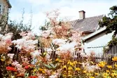 Blomsterrabatt på Pilgatan 9 på Väster i Växjö, 1960.