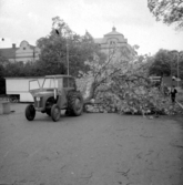 Trädfällning i Torgparken (nu Olof Palmes plats) vid Västra torget  i Jönköping, trädet forslas bort med en traktor.