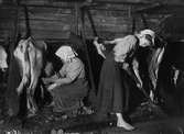Boskapsskötsel i ladugården. Kvinna sitter och mjölkar en mager ko medan barfota flicka mockar. Mangskogs socken, Värmland, 1911. Bildtext (ur N. Keyland: Svensk Allmogekost, 1919): 
