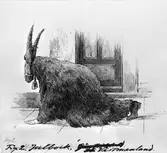 Julbock sedd snett bakifrån. Den utklädda julbocken spelade en viktig roll i upptågen under julen.