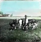 Man på äng med kor. I bakgrunden korsvirkeshus med halmtak. Handkolorerad skioptikonbild