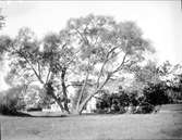 Träd i Sigtuna, Uppland i augusti 1930