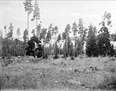 Skogsmark nära Sigtuna, Uppland augusti 1930
