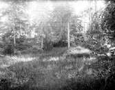 Skogsmark nära Öregrund, Uppland i juli 1924