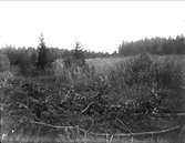 Ängsmark nära Furuvik, Gästrikland september 1926