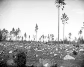 Kalhygge med frötallar, Forsmarks socken, Uppland juli 1915