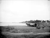Hästar vid vedstapel, Grisslehamn, Väddö socken, Uppland 1915