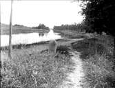 Väddö kanal,  Väddö socken, Uppland 1927