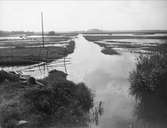 Översvämmade strandängar, sannolikt vid Kyrksjön, Tegelsmora socken, Uppland i september 1927