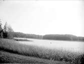 Långsjön vid Harparbol, Almunge socken, Uppland september 1920