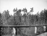 Blandskog vid Morgongåva, Vittinge socken, Uppland år 1920