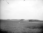 Landskapsvy nära Karleby, Simtuna socken, Uppland 1920