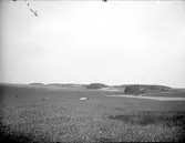 Landskapsvy nära Karleby, Simtuna socken, Uppland 1920