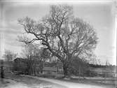 Träd i Säva, Gryta socken, Uppland maj 1912