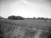 Oldingslandskap i Uppsala-Näs socken, Uppland september 1924. Bakom träden skymtar Uppsala-Näs kyrka.